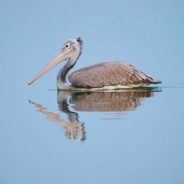 Wildlife photography of pelican in Sri Lankan wetlands