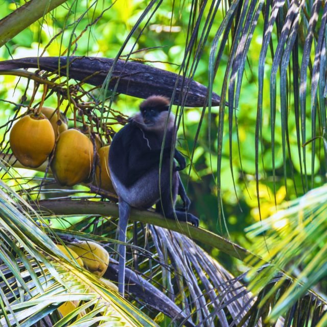 Sri Lankan wildlife featuring a purple-faced langur