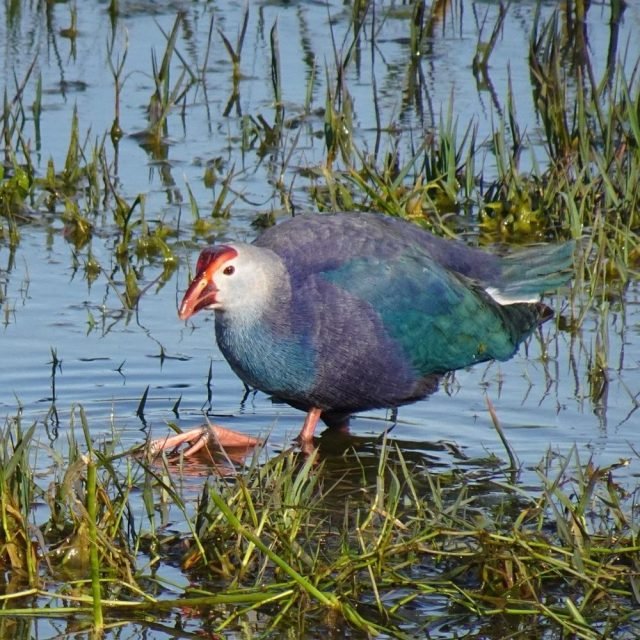 Adult Purple Swamphen perched on reeds in Sri Lanka