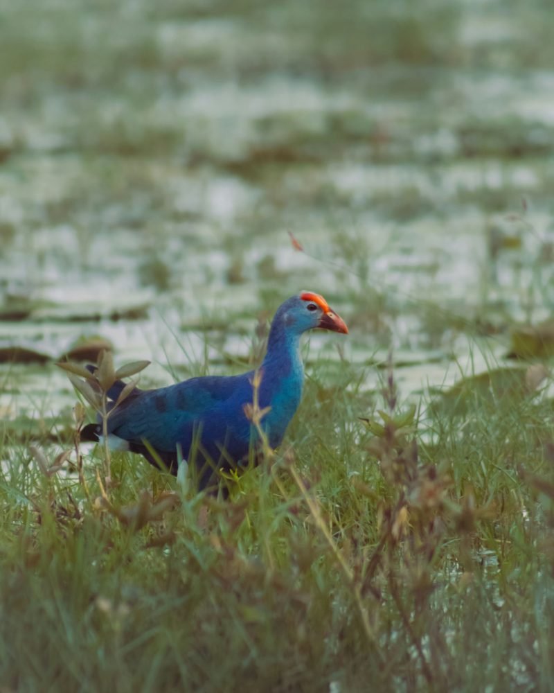 Purple Swamphen walking through marsh in Sri Lanka