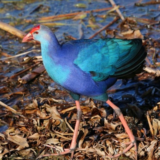 Purple Swamphen feeding near water in Sri Lanka