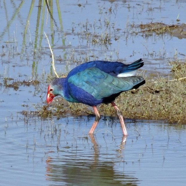 Close-up of Purple Swamphen bird in Sri Lanka