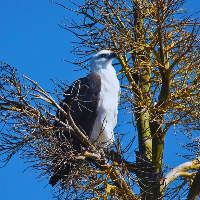 White-Bellied Sea Eagle in natural habitat near Sri Lankan water body