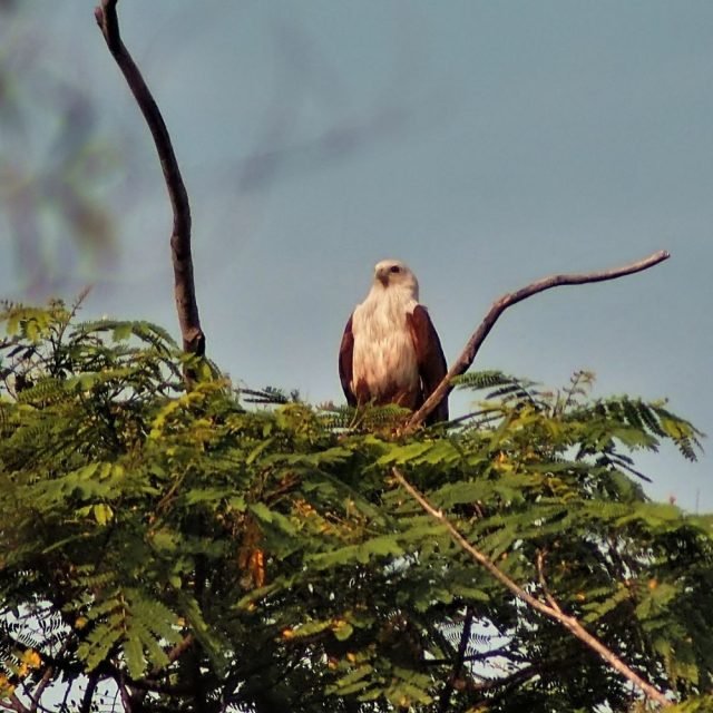 Brahminy kite soaring in blue sky of Sri Lanka