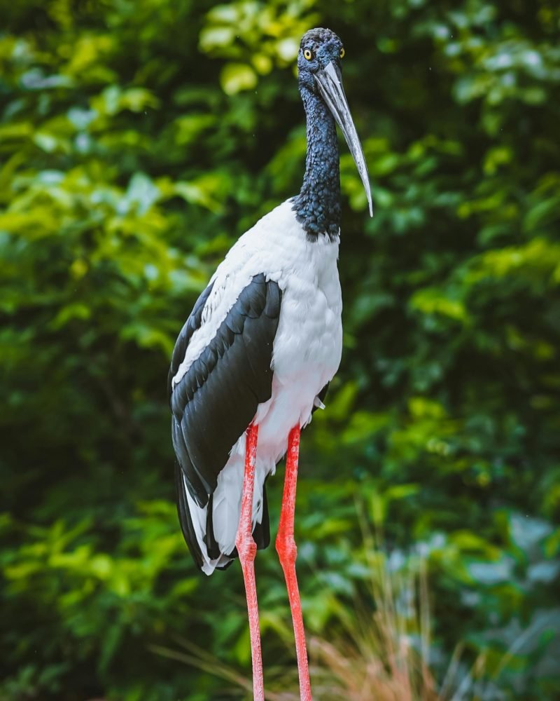 Black Necked Stork in Sri Lankan wetlands