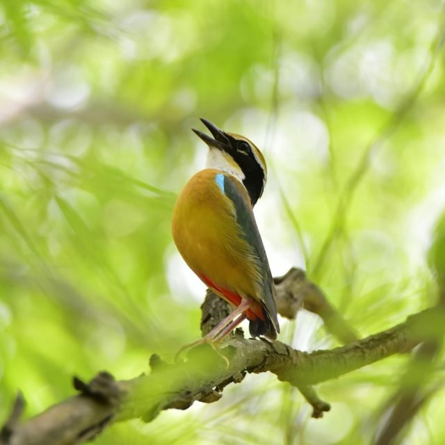 Indian Pitta perched on a tree branch in Sri Lanka