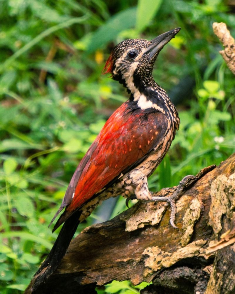 Red-backed Flameback bird perched on a tree branch in Sri Lanka