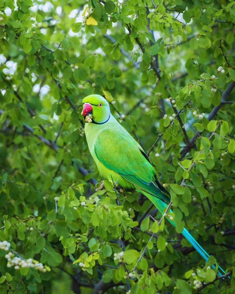 Rose-ringed Parakeet perched on a tropical tree branch in Sri Lanka