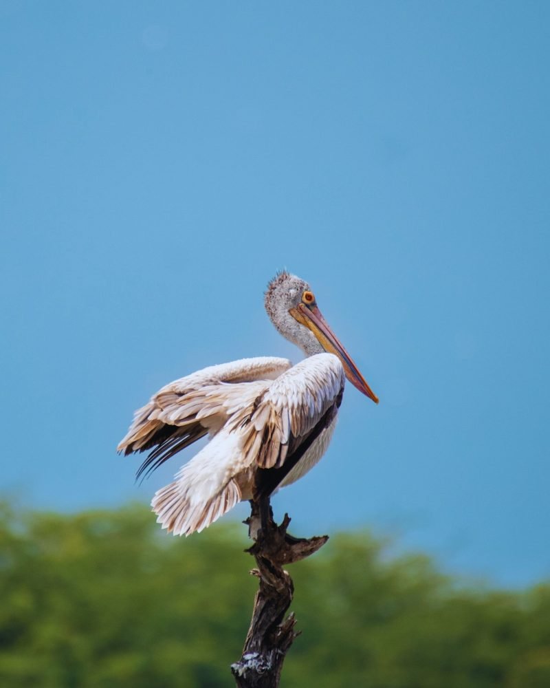Spot-billed pelican resting by the lake in Sri Lanka