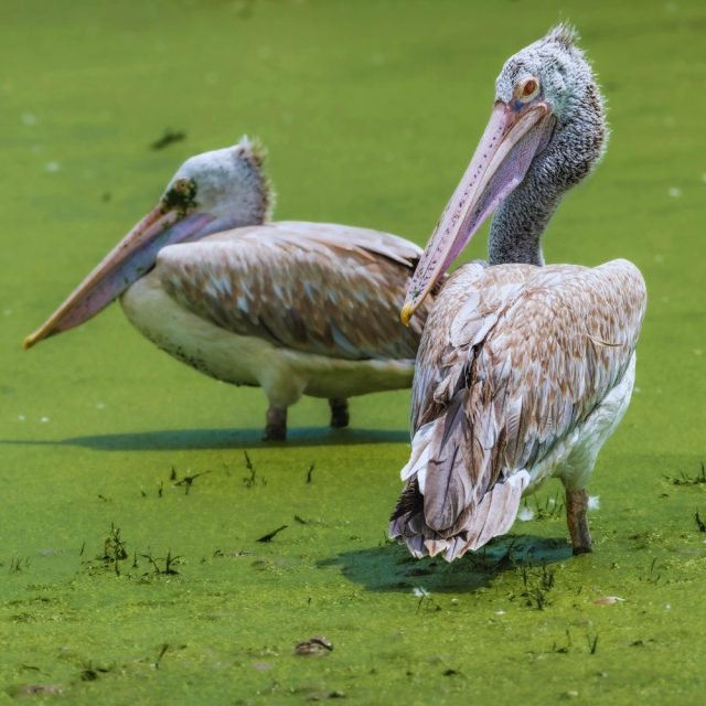 Spot-billed pelican preening feathers by lakeside