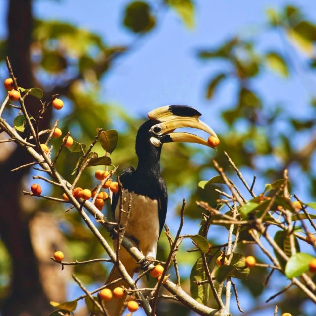 Malabar-pied Hornbill exploring fruit trees in Sri Lanka