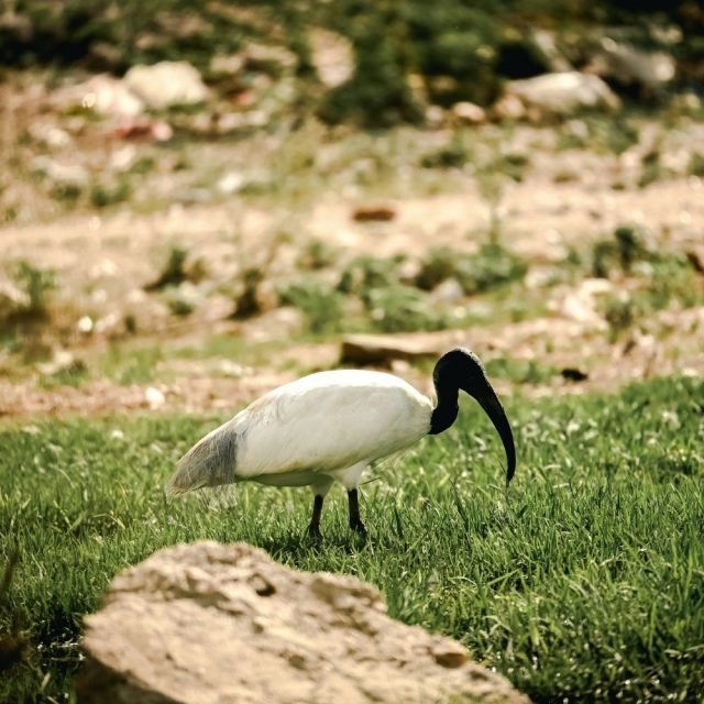 Black headed ibis wading in shallow water in Sri Lanka