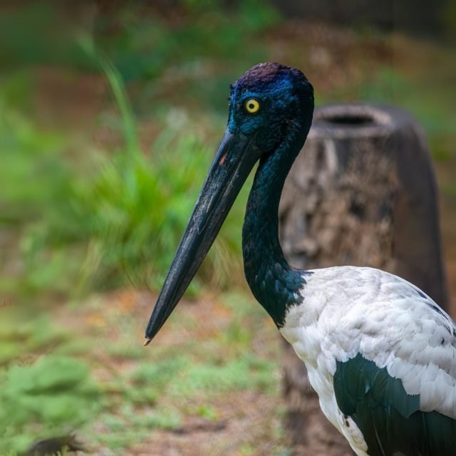 Rare Black Necked Stork bird in Sri Lanka
