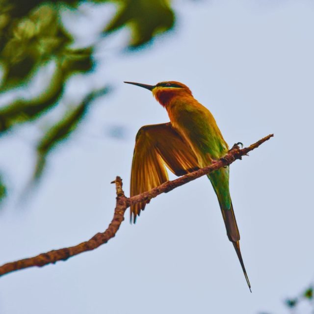 Blue-tailed bee-eater catching an insect mid-flight