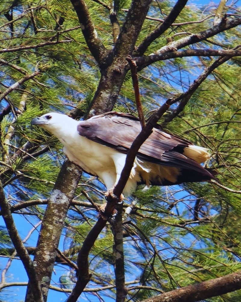 White-Bellied Sea Eagle perched on a coastal tree in Sri Lanka