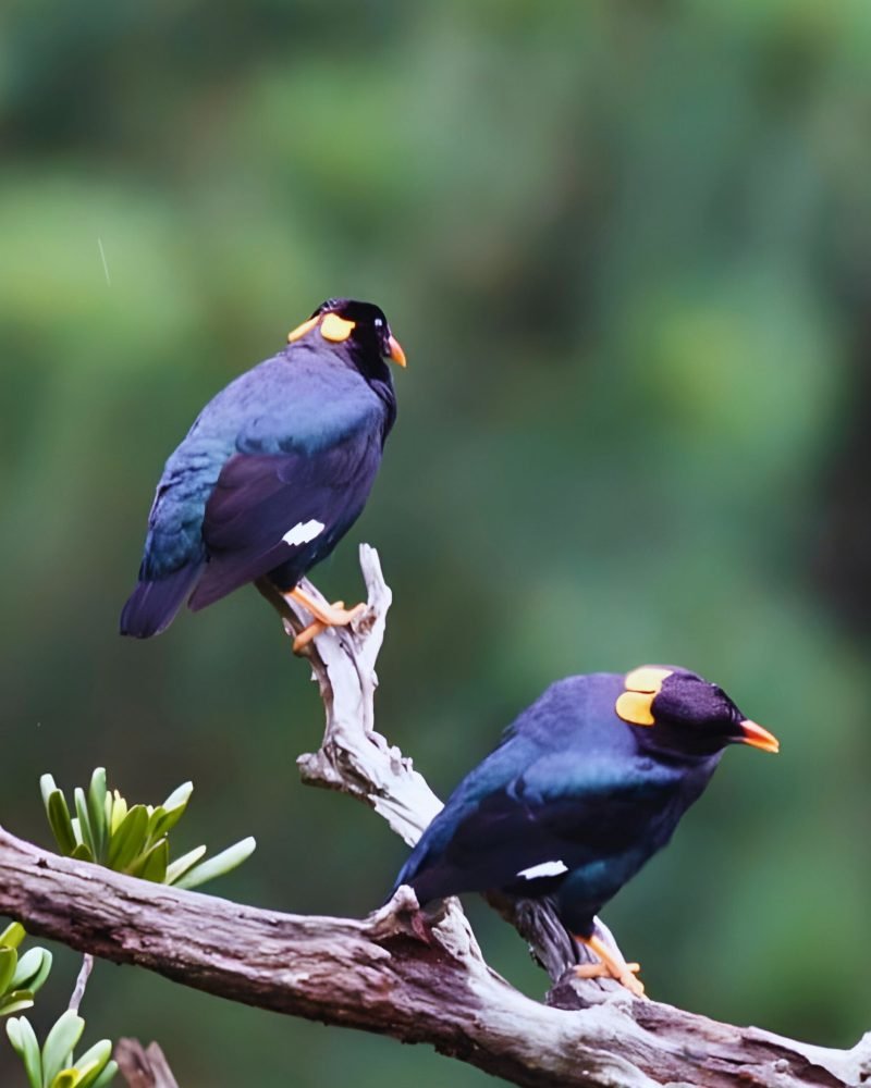 Sri Lanka hill myna perched on a tree branch