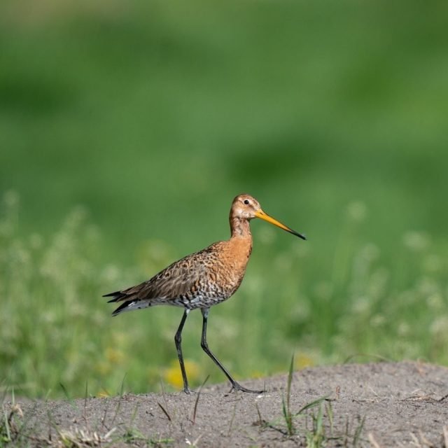 Migratory Black Tailed Godwit wader in Sri Lanka