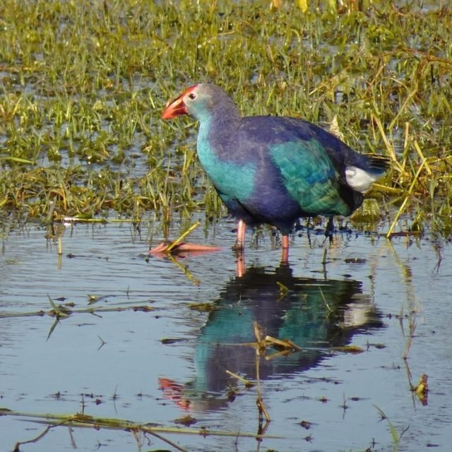 Purple Swamphen standing in Sri Lanka wetland
