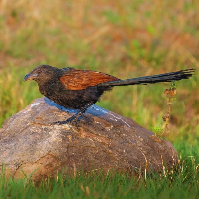 Close-up of Greater Coucal bird in natural habitat