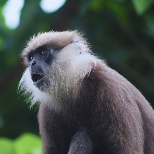 Endangered purple-faced monkey in its natural habitat