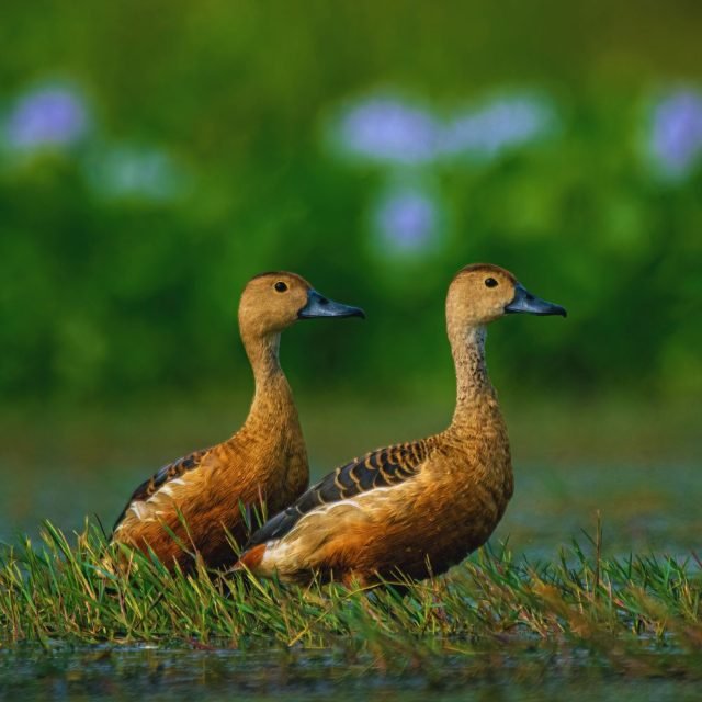 Close-up of lesser whistling duck in Sri Lankan wildlife