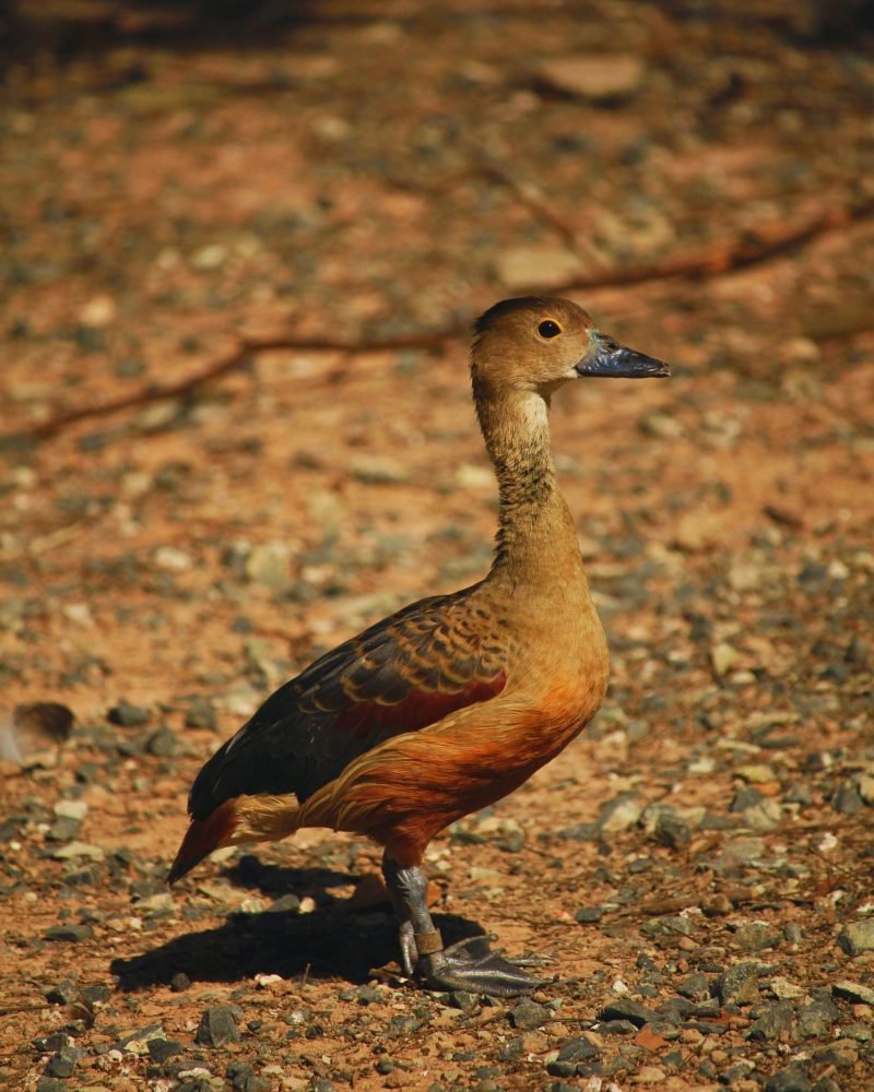 Wild lesser whistling duck in natural habitat of Sri Lanka