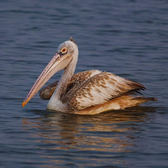 Spot-billed pelican with reflection in calm water