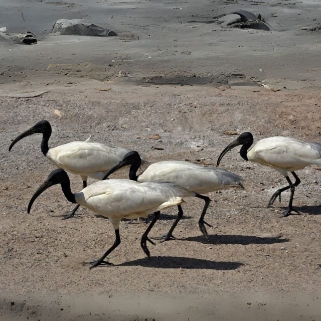 Black headed ibis bird searching for food in paddy field