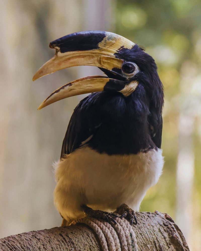 Malabar-pied Hornbill perched on a tropical tree branch in Sri Lanka