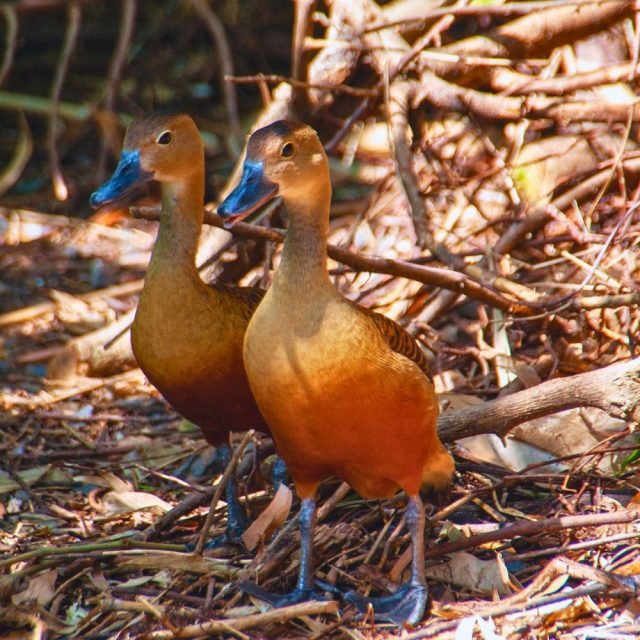 A flock of lesser whistling ducks resting in wetland