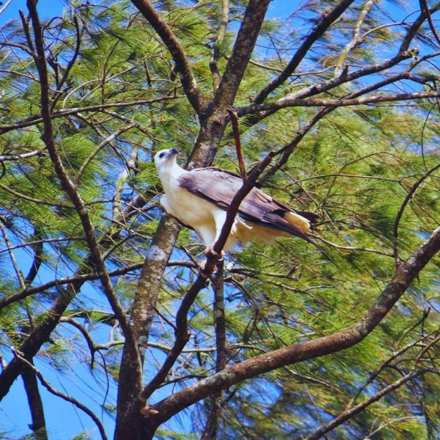 Close-up of White-Bellied Sea Eagle showing its sharp beak