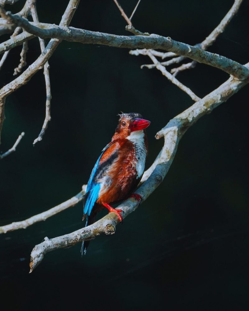 White throated kingfisher perched on a branch in Sri Lanka